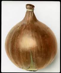 Home onion ailsa craig plants onion plant. Allium Cepa Onion Ailsa Craig Of The Alliaceae Family Framed Photos