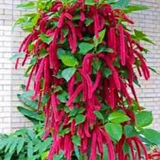 Image result for Acalypha sonderiana