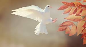 benedict xvi institue sir james macmillan the arts open a unique window onto the divine dove symbolism dove in flight dove bird