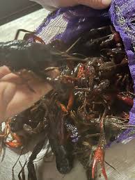 Morning Fishing Report A gentleman caught 2 catfish this early morning, and  the biggest one was 28 lbs. 👍👍🫶