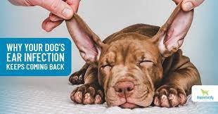 How often should you clean dogs ears. Cleaning Dogs Ears At Home Www Macj Com Br