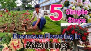 Follow Only 5 Steps For Getting Enormous Flowering In Adenium Youtube Adenium Simple Plant Care