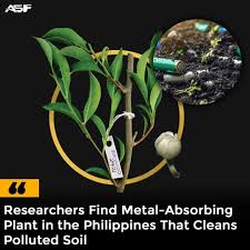 Image result for Rinorea