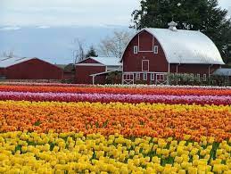 The skagit valley tulip festival runs through april in mount vernon and the surrounding area. Skagit Valley Tulip Festival 2021 10 Things To Know Before You Go