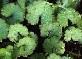 Image result for Hydrocotyle sibthorpioides