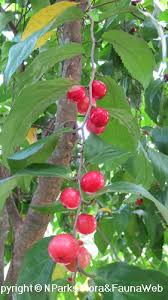 Check spelling or type a new query. Flacourtia Inermis National Parks Board