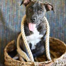 Maybe you would like to learn more about one of these? Animal House Pet Store