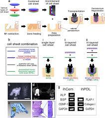 How to get free governments grant for a dental implant? Bio Implant As A Novel Restoration For Tooth Loss Scientific Reports