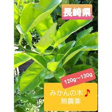 みかんの葉 無農薬 120g 枝付きカット アゲハチョウの通販 By ママりん1968 S Shop ラクマ
