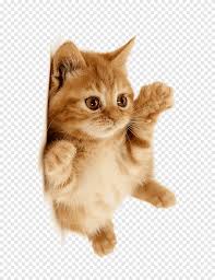 I can't wait for her to finish, cuz now every time i see a cat i think of it's. Orange Tabby Kitten Cute Cat Mammal Animals Png Pngegg