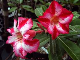 Pin On Adenium