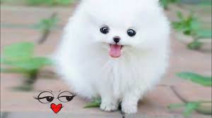 75 000 based on the factors we mentioned above. Pomeranian Puppies For Sale Price According To Quality Cash On Delivery Youtube