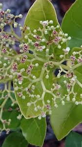 Image result for Premna senensis