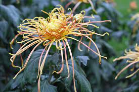 Fafard Spider Chrysanthemums
