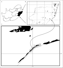 Image result for Putterlickia verrucosa