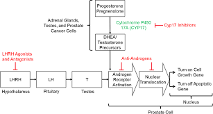 Androgen Targeted Therapy In Men With Prostate Cancer