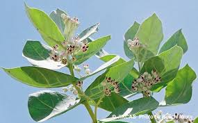 Resultado de imagen para calotropis procera