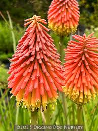 Image result for Kniphofia