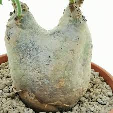 Image result for Cyphostemma jaegeri