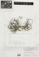 Image result for Zostera capensis
