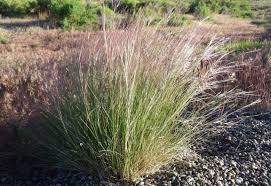 Image result for Aristida leucophaea