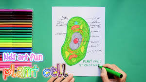 The video will best demonstrate you in this regard. How To Draw And Color A Plant Cell Plant Cell Labeled Science Drawing Plant Cell
