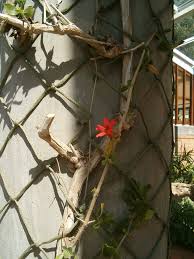 Image result for Petalidium bracteatum