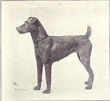 Irish Terrier Wikipedia