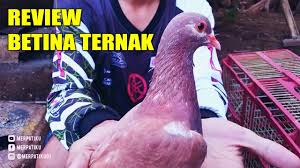 Cari gambar sketsa burung yang bagus? Ciri Ciri Betina Burung Merpati Yang Bagus Buat Ternak Merpatiku Youtube