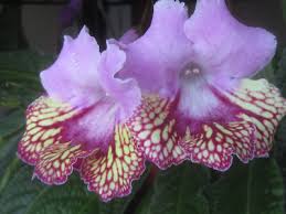 Image result for Streptocarpus goetzei