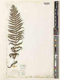 Image result for Pseudocyclosorus