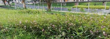 Awarded the iso 9001:2015, a quality management system, we serve our clients by offering a total solution to provide quality products and reliable. Coronavirus In Singapore The Garden City Learning To Love The Wild Bbc News