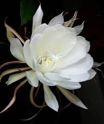 Winter Care Tips For Queen Of The Night Cactus Houseplant 411 In 2020 Night Blooming Flowers Rare Flowers Night Flowers