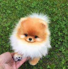 Lucky Pawwww Cute Baby Dogs Cute Little Animals Baby Animals Funny