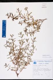 Image result for Oldenlandia corymbosa