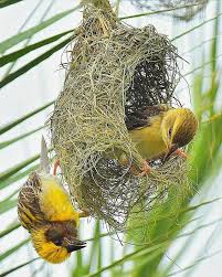 Birds And Their Nests Pictures With Names Baya Weavers Ploceus Philippinus Constructing Their Nest In India By Birendra Kumar The Male Bird Usually Builds Beautiful Birds Birds South African Birds