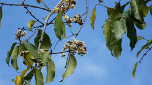 Image result for Hiptage