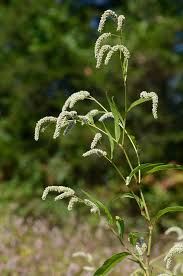 Image result for Persicaria lapathifolia