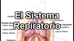 Aparato respiratorio