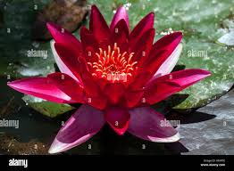 Image result for Nymphaea maculata