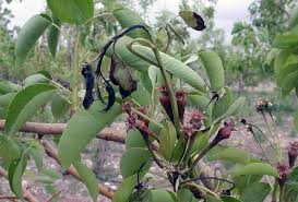 Check spelling or type a new query. Fire Blight Intermountain Fruit Usu