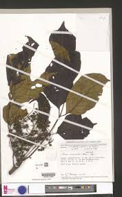 Image result for Lannea welwitschii