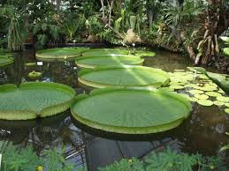 Bg Uber Uns Botanischer Garten Botanischer Garten Dresden Traumgarten