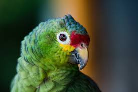 See full list on emborapets.com How Long Do Parrots Live All About Parrot Life Span Psittacology