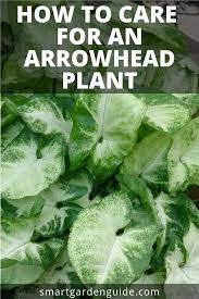 How To Care For An Arrowhead Plant Syngonium Podophyllum This Really Helpful Modern Design In 2020 Arrowhead Plant Indoor Plant Care Plant Care