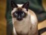Are Siamese Cats Hypoallergenic? - Allergy to Cats