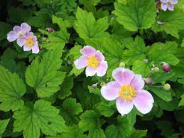 Anemone Tomentosa Robustissima Grape Leaf Anemone Grape Leaves Anemone Flower Anemone