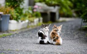 Get ready to explore 110+ punny and funny ideas that will make you laugh out loud. Double Cat Wallpaper Pixelstalk Net