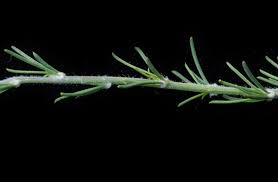 Image result for Sericorema remotiflora