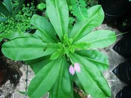 Bitter leaf soup is usually stocked with meat, fish, and cocoyams. Vegetable Farming In Nigeria How To Plant Harvest And Sell Waterleaf